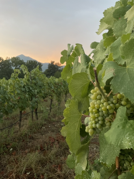 Famiglia di vignaioli tra i filari di Terra di San Benedetto