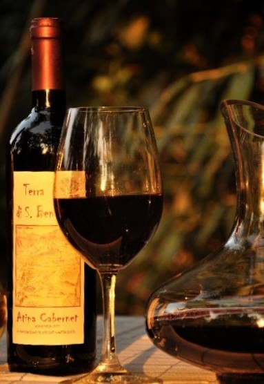Vigneti dell’azienda agricola Terra di San Benedetto sulle colline vicino Cassino